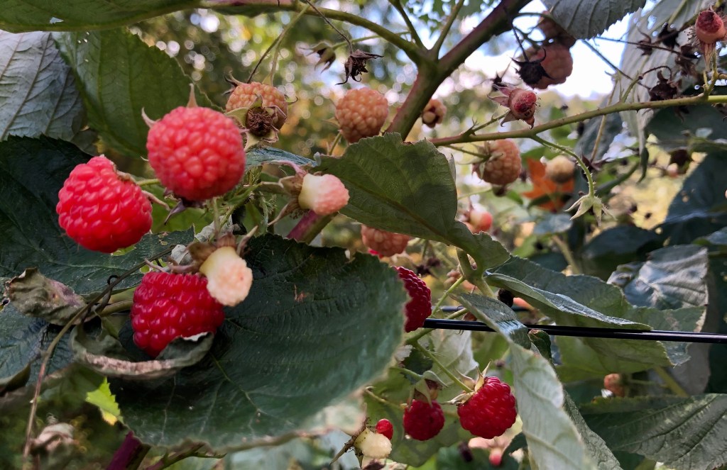 Sustainability Journal | October&nbsp;2020