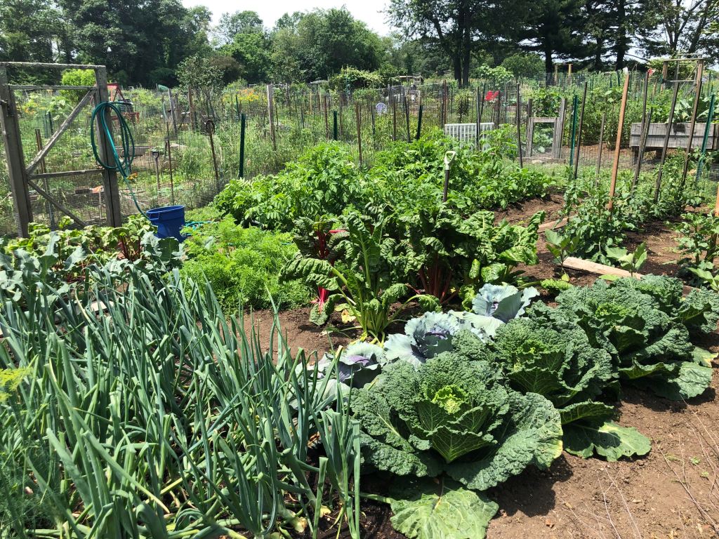 Why you should join a community garden (and&nbsp;how)
