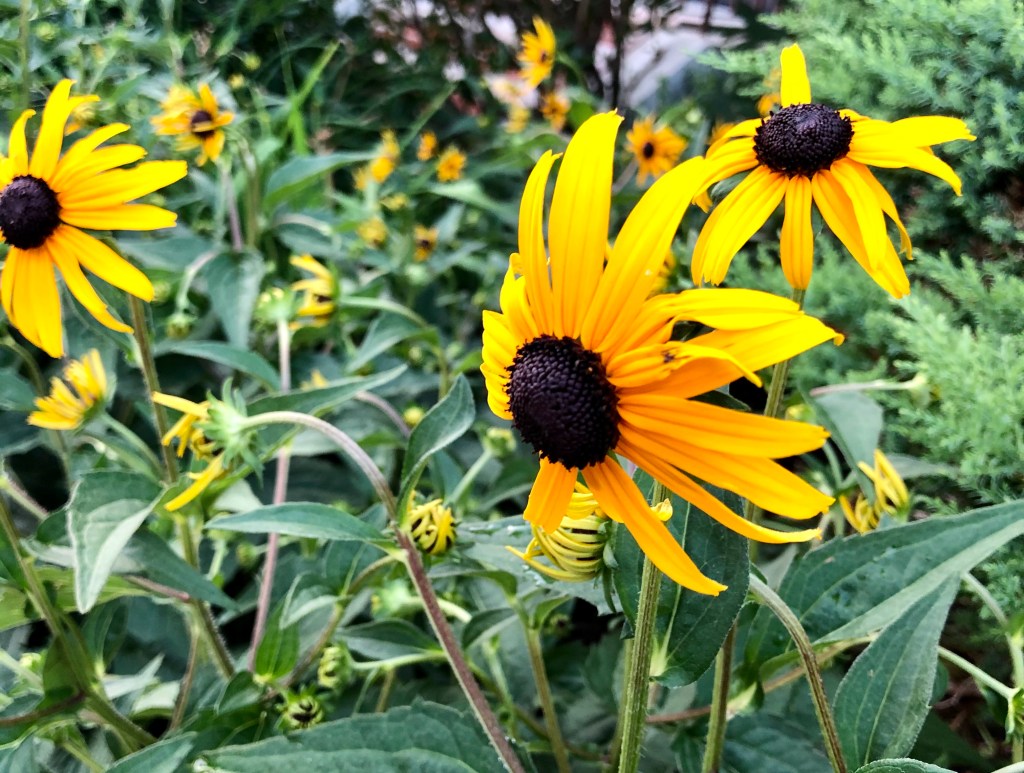 8 tips to cultivate a more eco-friendly&nbsp;backyard